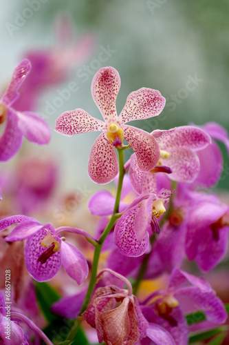 pink orchid.