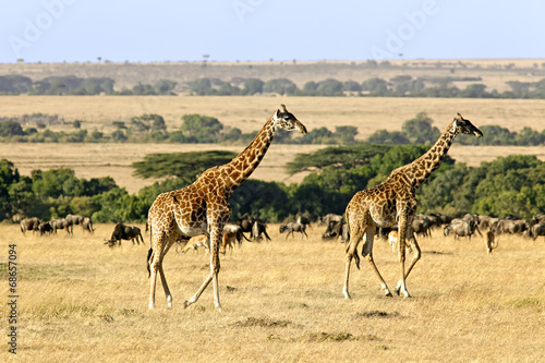 Fototapeta Naklejka Na Ścianę i Meble -  Giraffes on the Masai Mara in Africa
