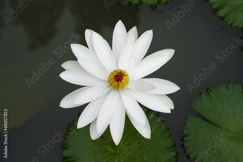 white lotus flower blossom