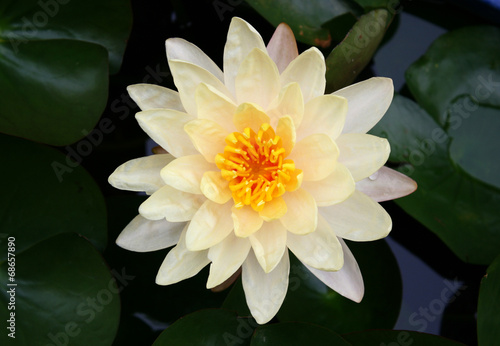 beautiful waterlily or lotus flower in pond