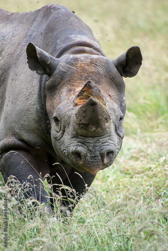 Black rhinoceros diceros bicornis michaeli in captivity Black rhinoceros diceros bicornis michaeli in captivity