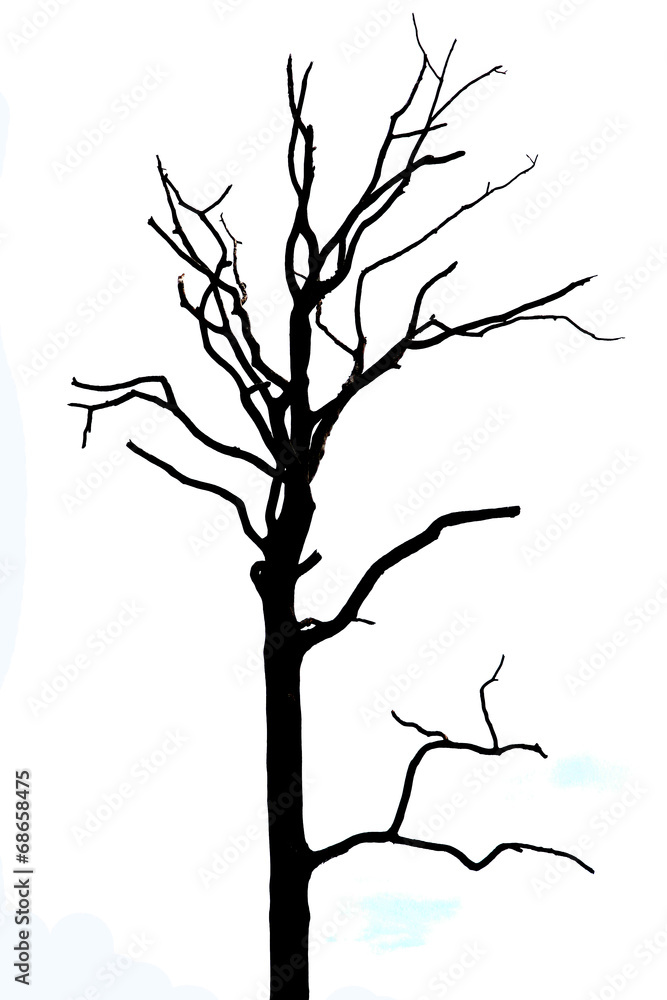 Obraz premium Dead tree on white background.