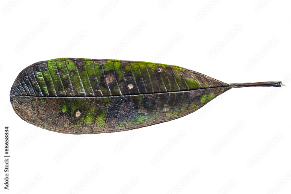 Dying and rotting leaf Dying and rotting leaf