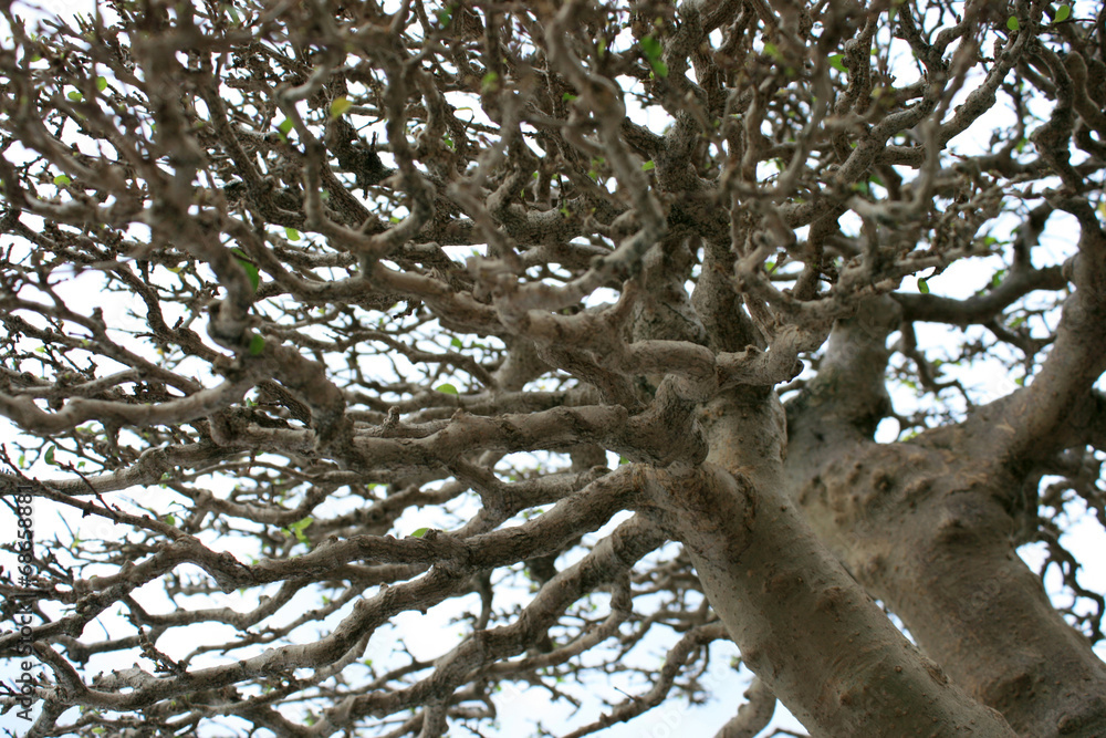 Detailed tree branches Detailed tree branches
