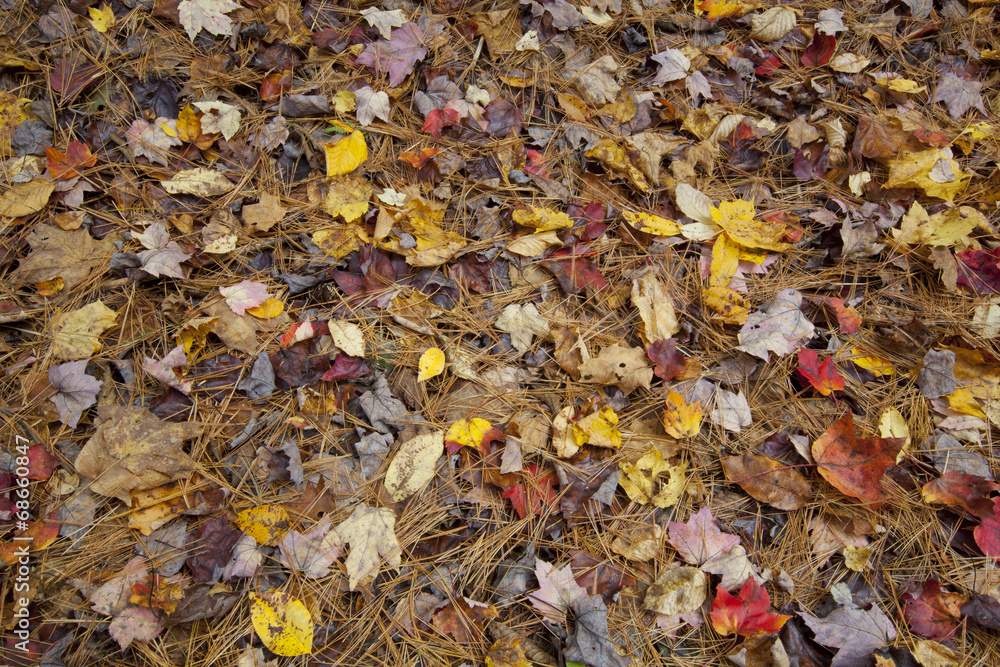 Fallen Autumn foliage on the forest floor