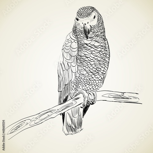 parrot