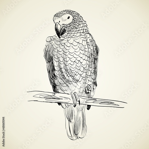parrot