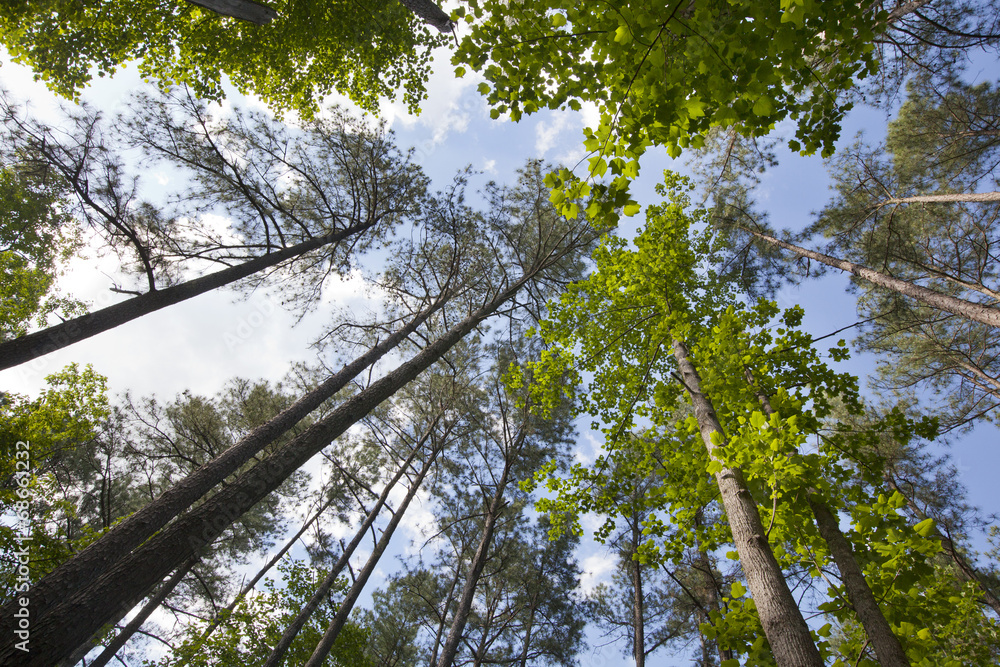 Fototapeta premium Forest Canopy