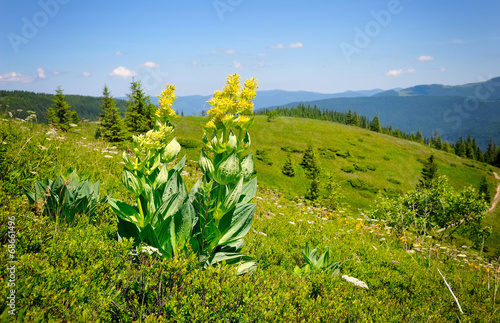 Gentian (Gentiana lutea) on a background of mountains and blue s photo