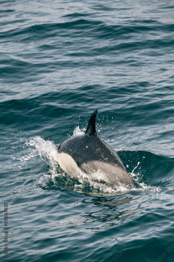 Obraz premium Dolphin