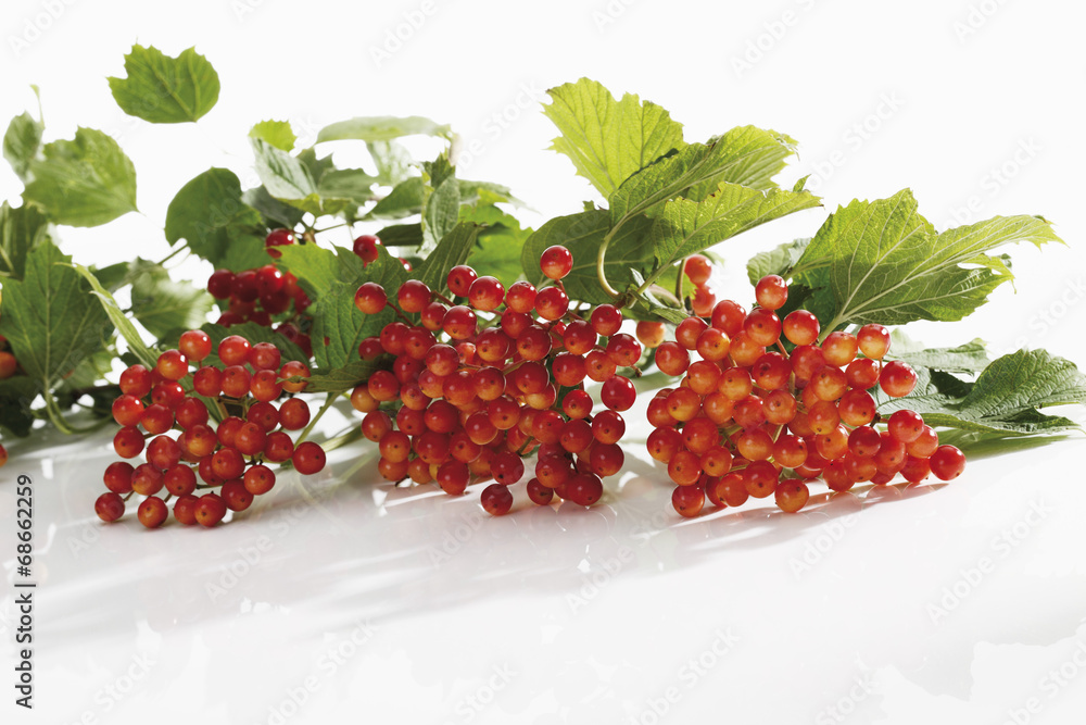 Schneeball- Strauch mit Beeren auf weißem Hintergrund,close up Stock ...