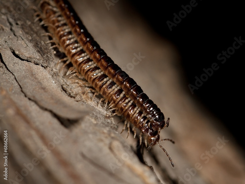 Two centipedes on a tree bark
