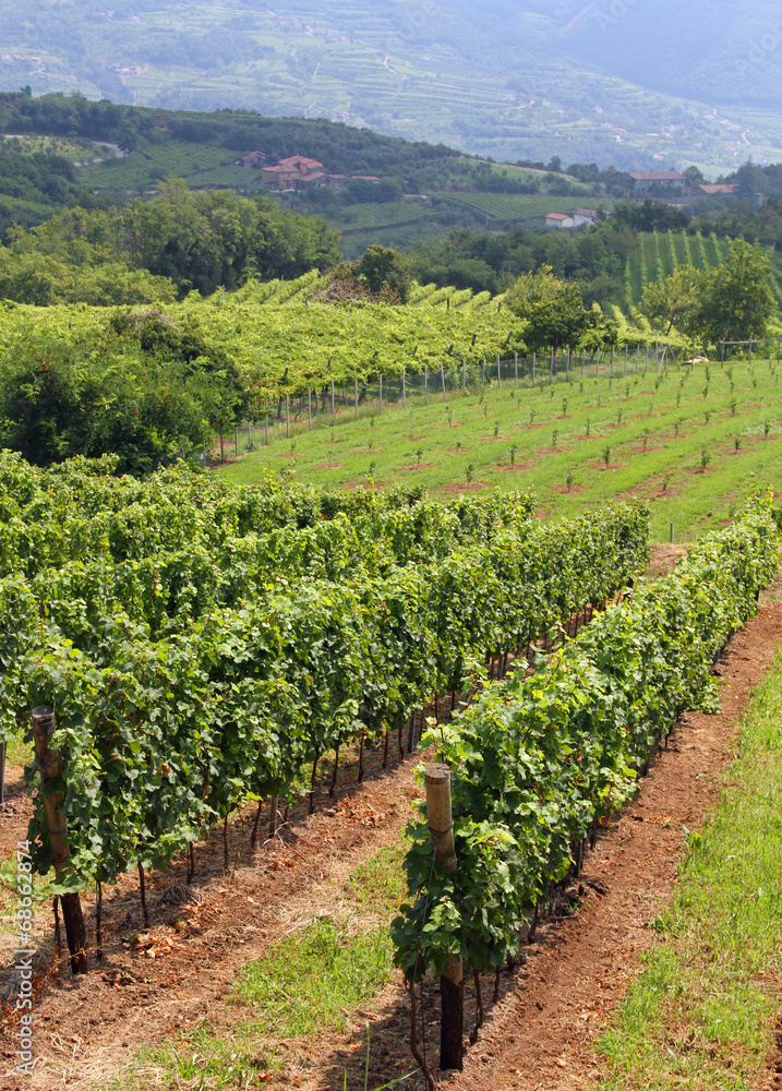 landscape with vineyards loaded with bunches of grapes 2