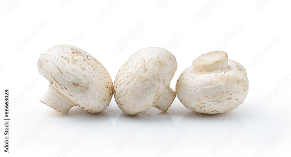 champignon mushroom  isolated on white background