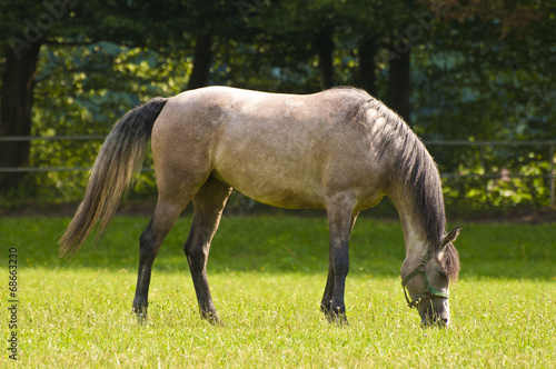 Arab horse grazing on a sunny day