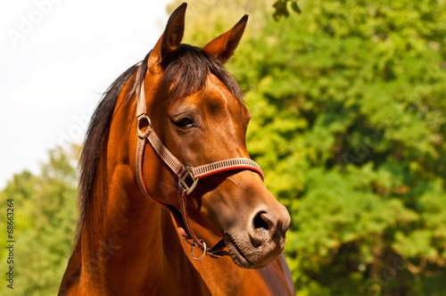 Brown - chestnut Arab horse portrait with copy space