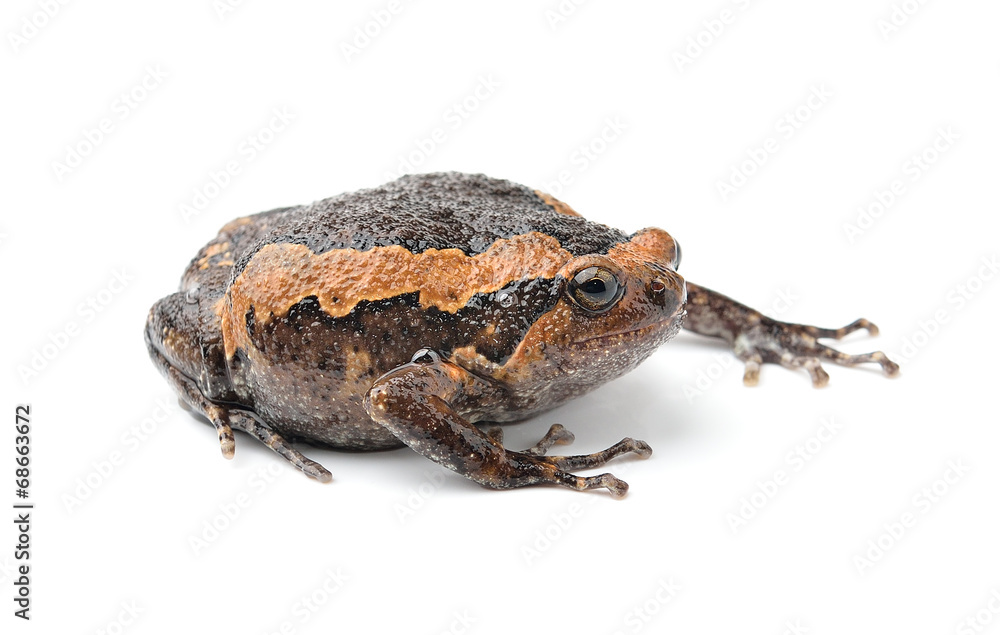 bullfrog isolated on white background bullfrog isolated on white background