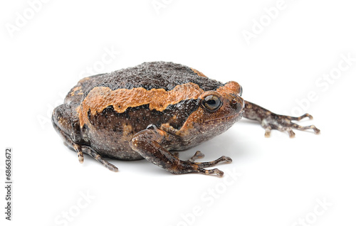 bullfrog isolated on white background