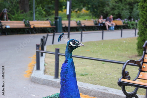 Blauer Pfau (Pavo cristatus) im Zoo von Helsinki photo