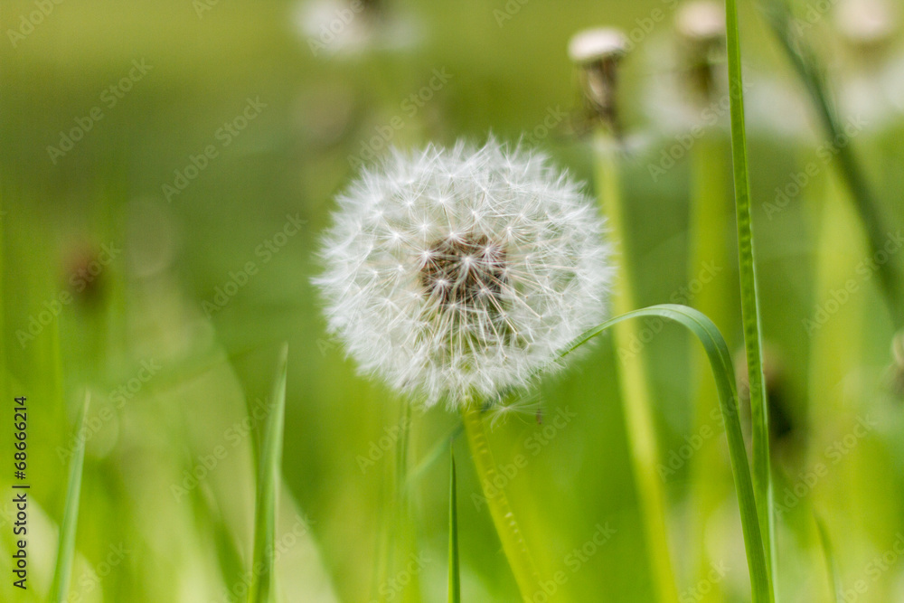 Fototapeta premium Dandelion close on a meadow