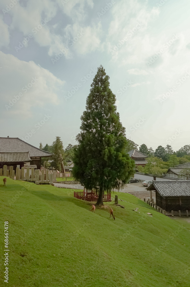 Naklejka premium 二月堂から見える印象的な木,Nara,Japan