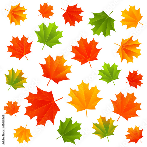 Autumn maple leaves on white background