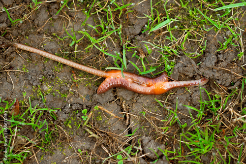 Earthworm mating. 