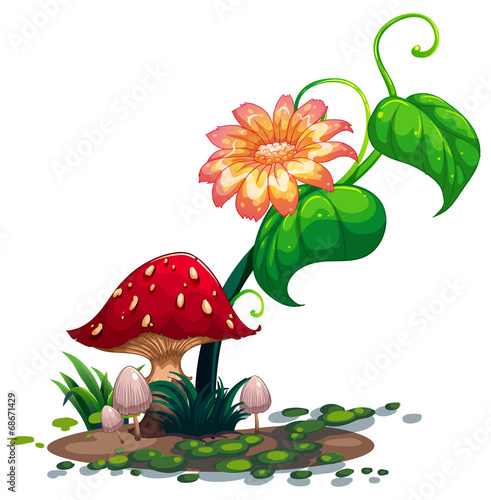 A flowering plant and mushrooms