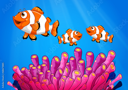 Clownfishes under the sea