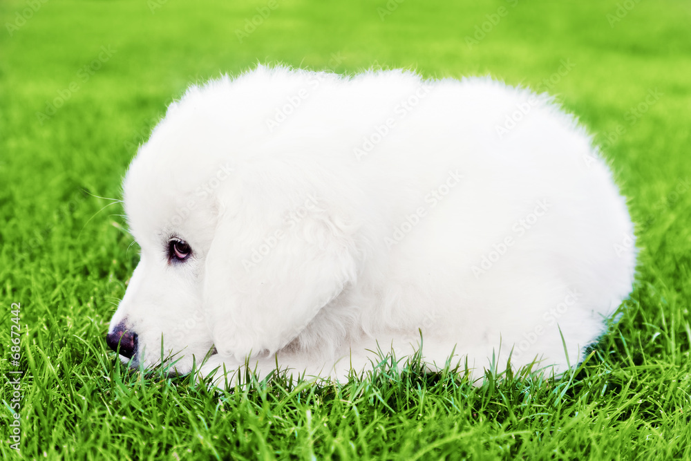 Cute white puppy dog lying on grass. Polish Tatra Sheepdog