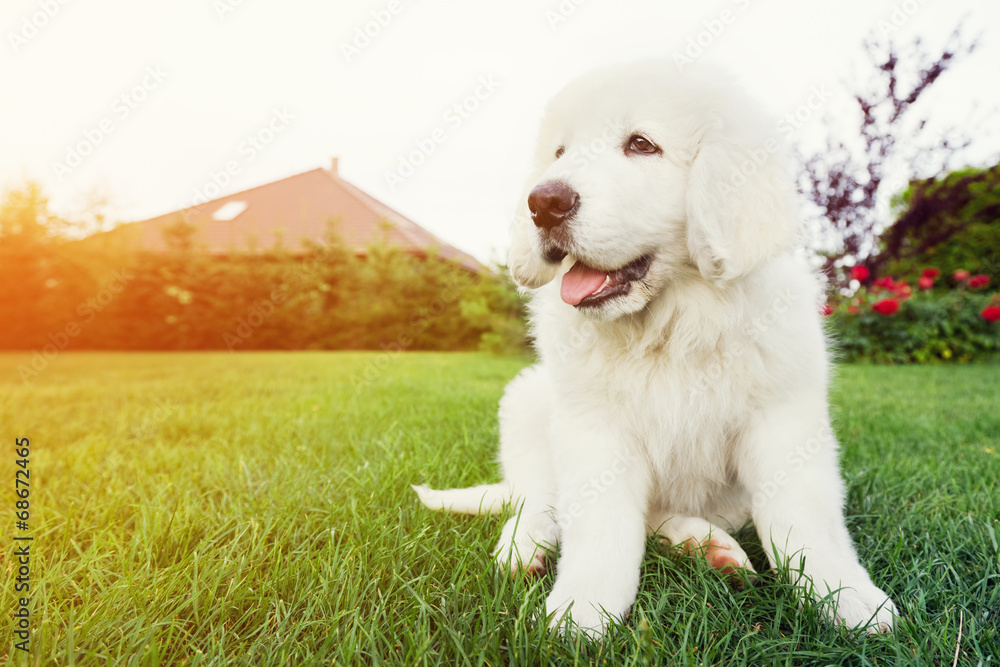 Cute white puppy dog sitting on grass. Polish Tatra Sheepdog