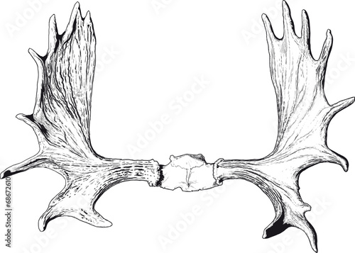 elk antlers