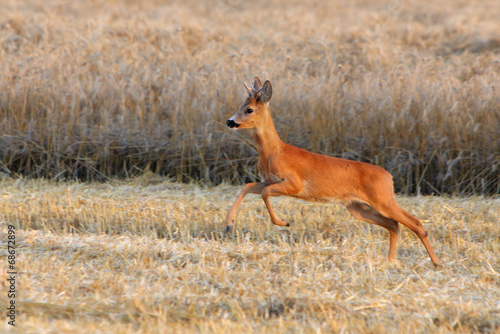 Deer jump on field