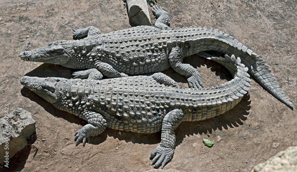 Nile crocodile Nile crocodile