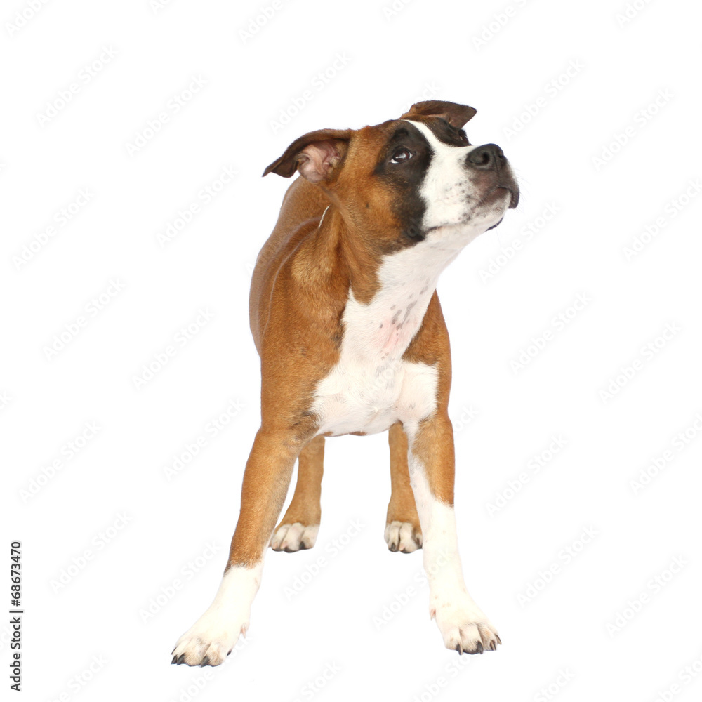 Indvandring vaskepulver Ægte Tier Hund Welpe Staffordshire Terrier Staff steht Stock Photo | Adobe Stock