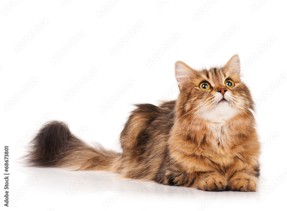 Obraz premium Siberian cat