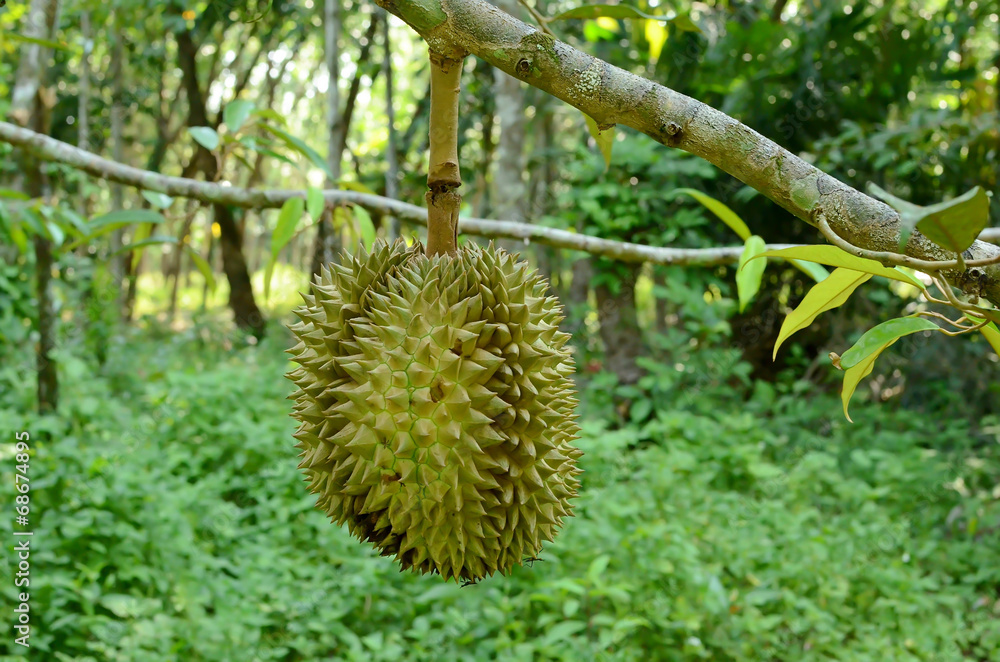 Durian on the tree Durian on the tree