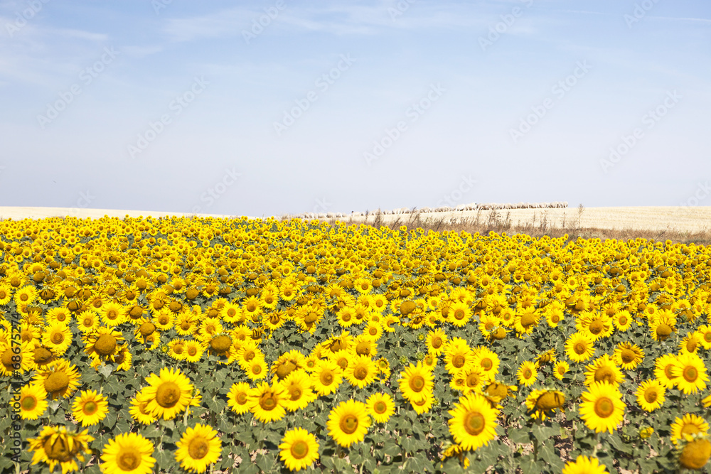 Obraz premium Campo de girasoles