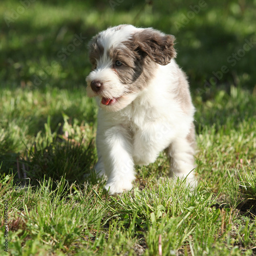 Bearded Collie running in the garden