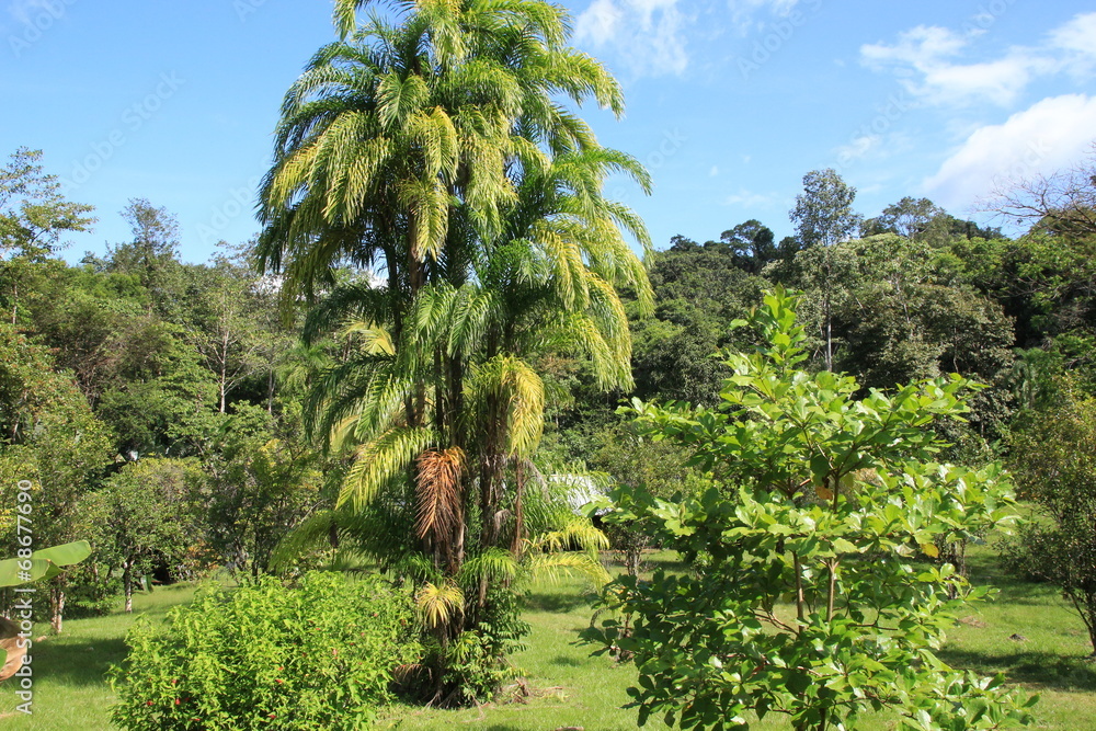Fototapeta premium Guyane - Saül - Juillet 2014