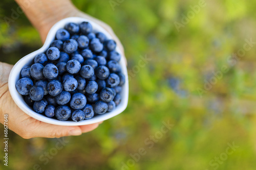 Blueberries - summer fruits
