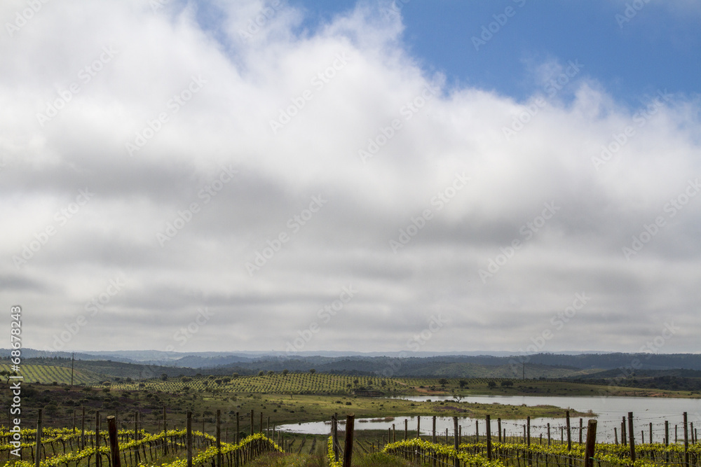 Landscape view of a grape vineyard cultivation 