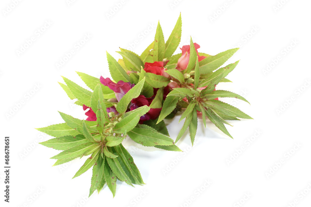 zweimal frische Balsamine zweimal frische Balsamine