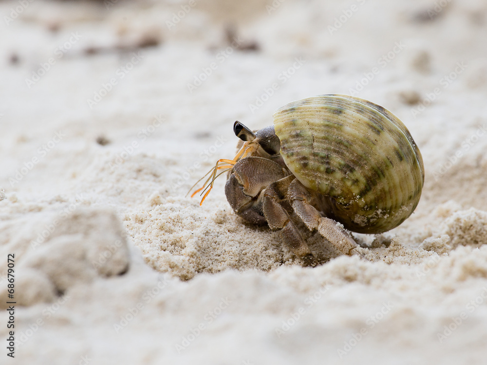 Hermit crab in the shell of a snail