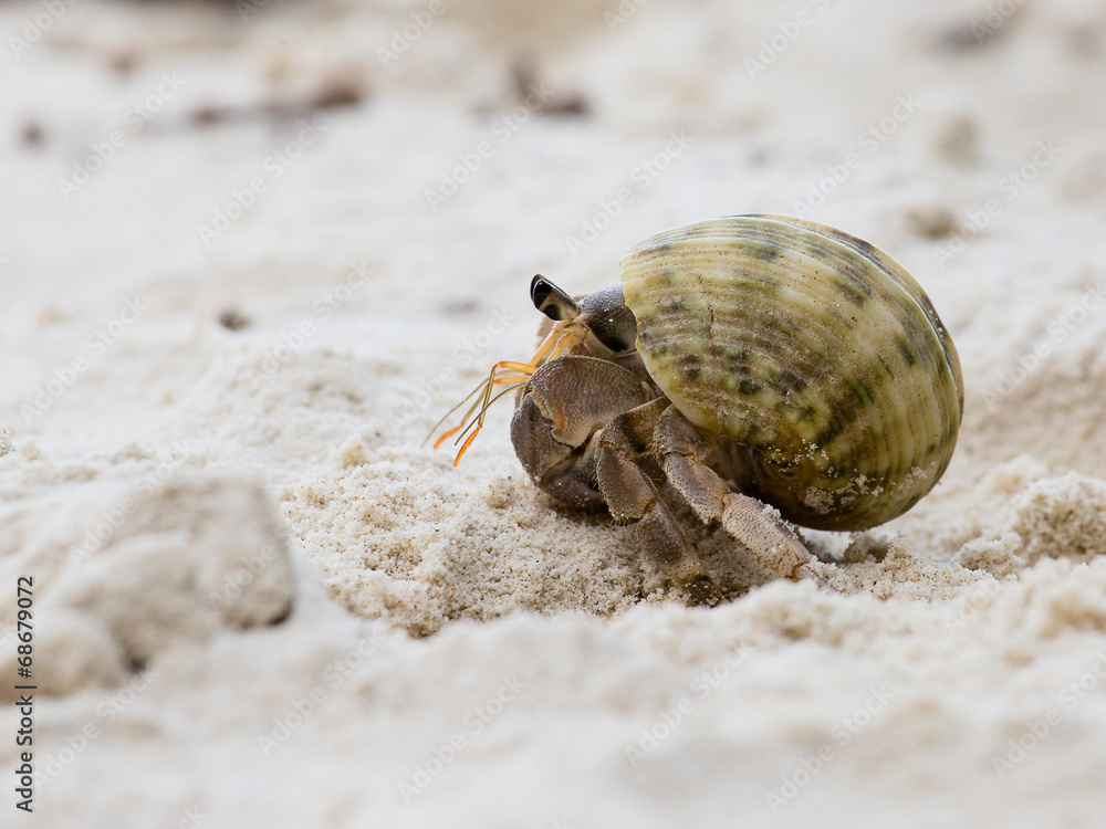 Hermit crab in the shell of a snail Hermit crab in the shell of a snail