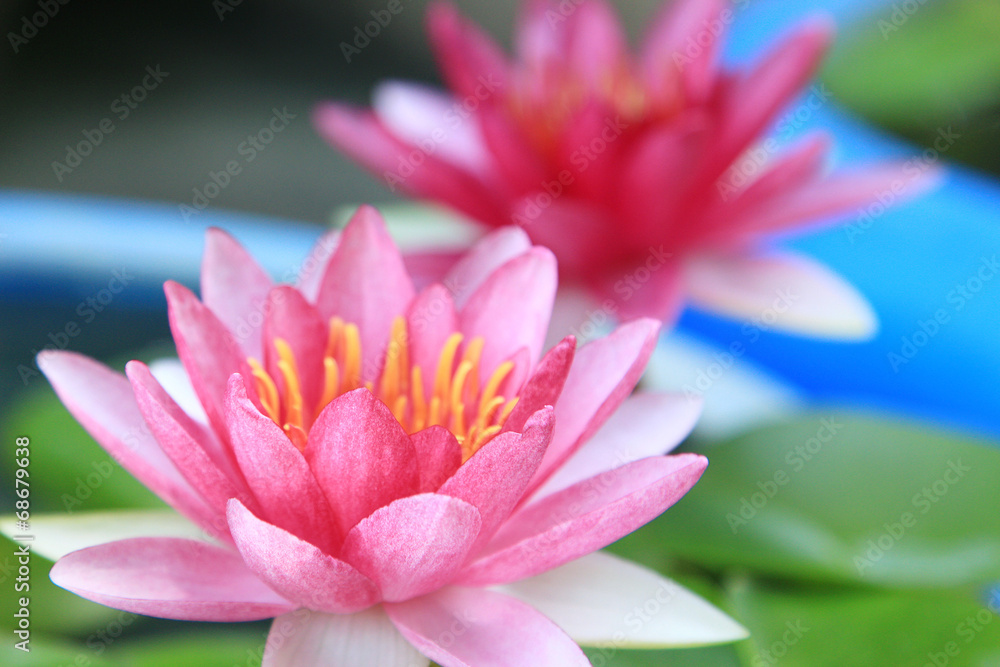 Red water-lily Red water-lily