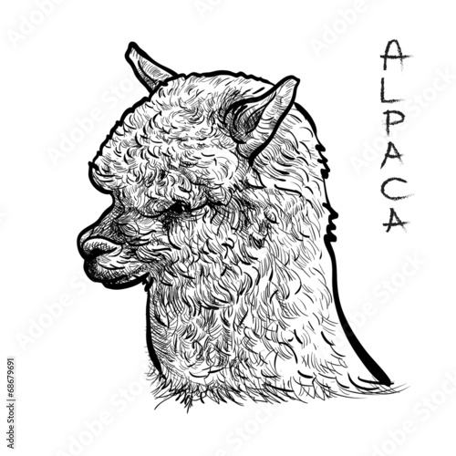 Alpaca