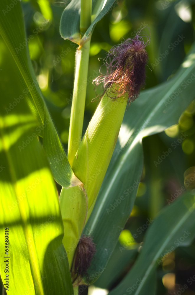 Fototapeta premium Corn field