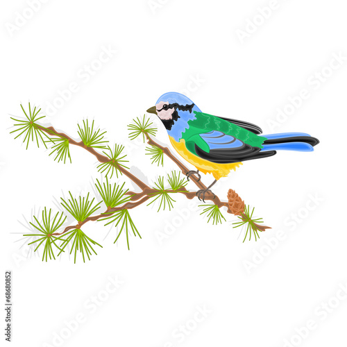 Titmouse bird on larch vector