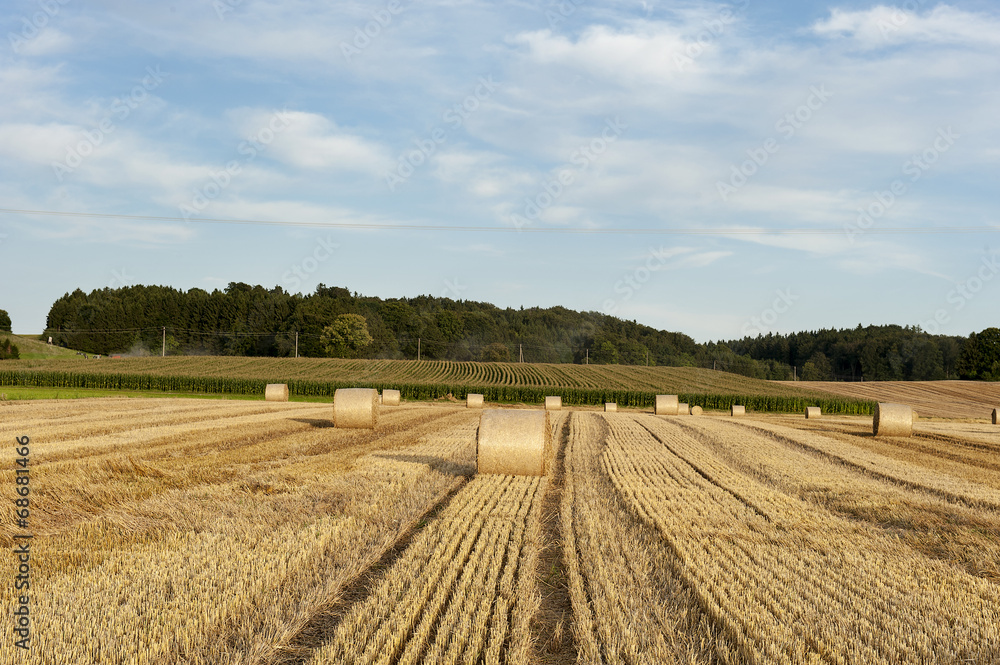 Kornfeld Feld in der Nähe von München Kornfeld Feld in der Nähe von München